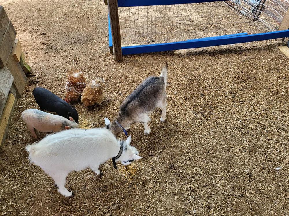 Goats, chickens and pigs in petting farm at HITCHINPOST RV PARK AND CAMPGROUND