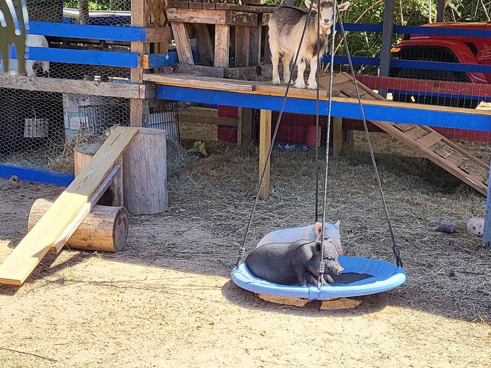 Pigs on a swing and goat in a petting farm at HITCHINPOST RV PARK AND CAMPGROUND