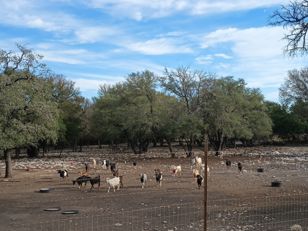 Goats in a pen at Goat Pen RV Park