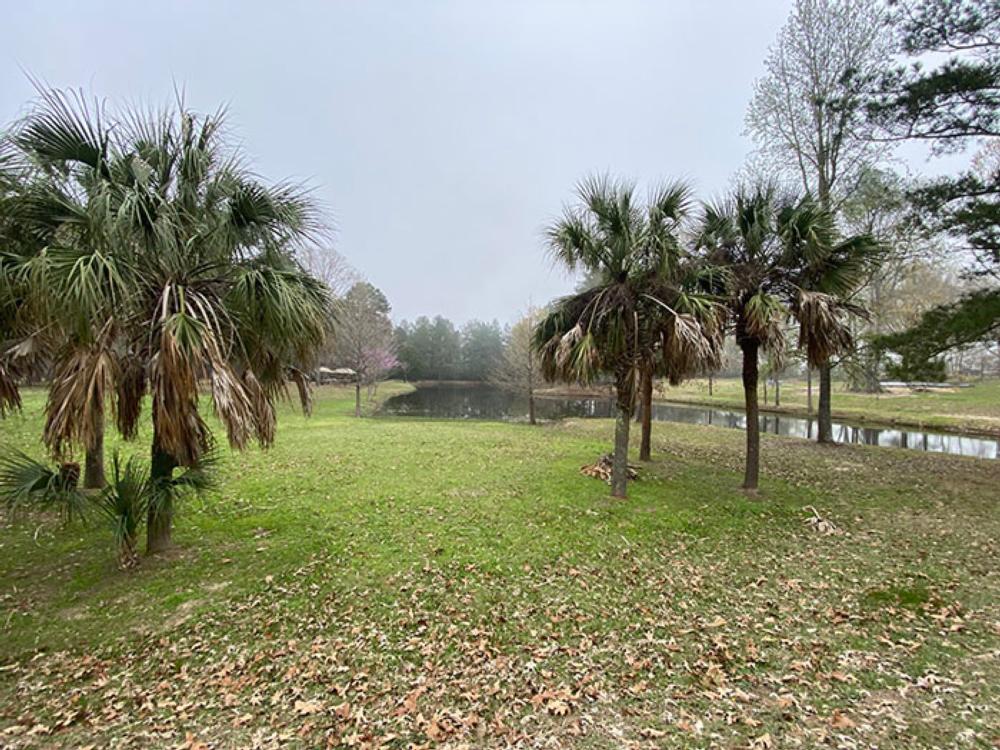 Palm trees and a creek at The Farm RV Park