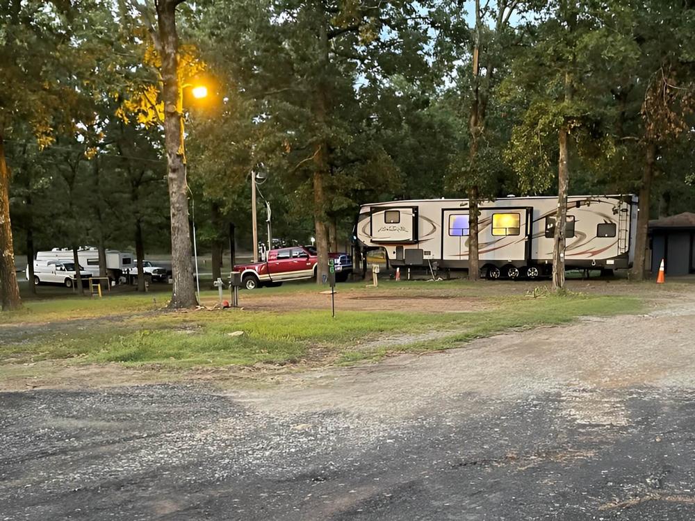 Tall trees at the park