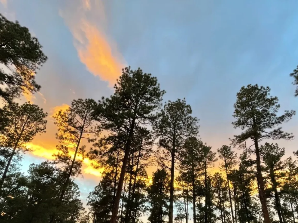 Tall trees at sunset at Midtown Mountain Campground - Riverside