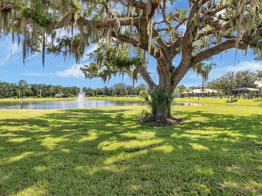 Tree by a pond at Southern Sands RV Resort