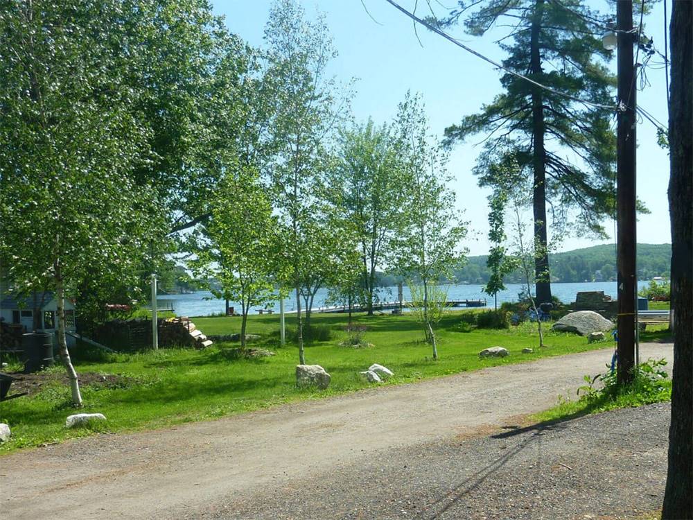 Trees and grass near the water