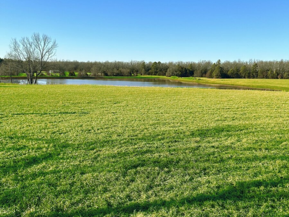 Open field at The Wright Spot Mountain Top Resor