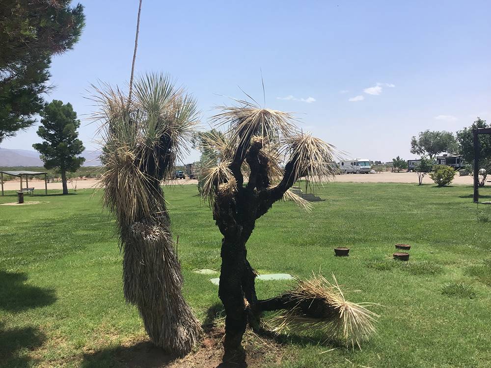 Joshua trees at Mountain Meadows RV Park