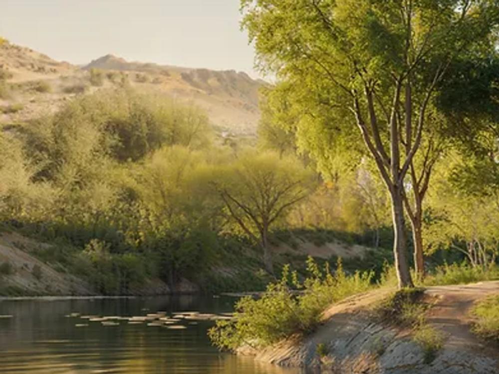 Tress line the bank of the stream at Hidden Springs RV Resort