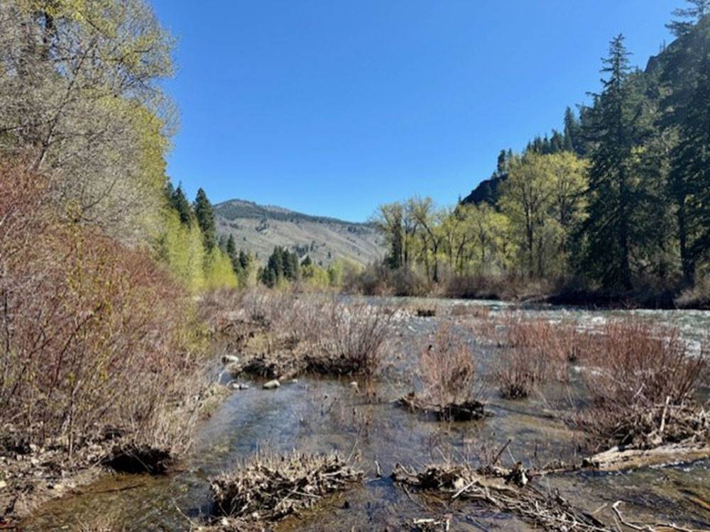 Creek by the river