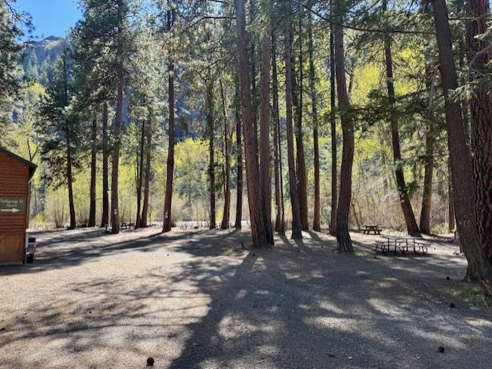 Tall trees at the campground