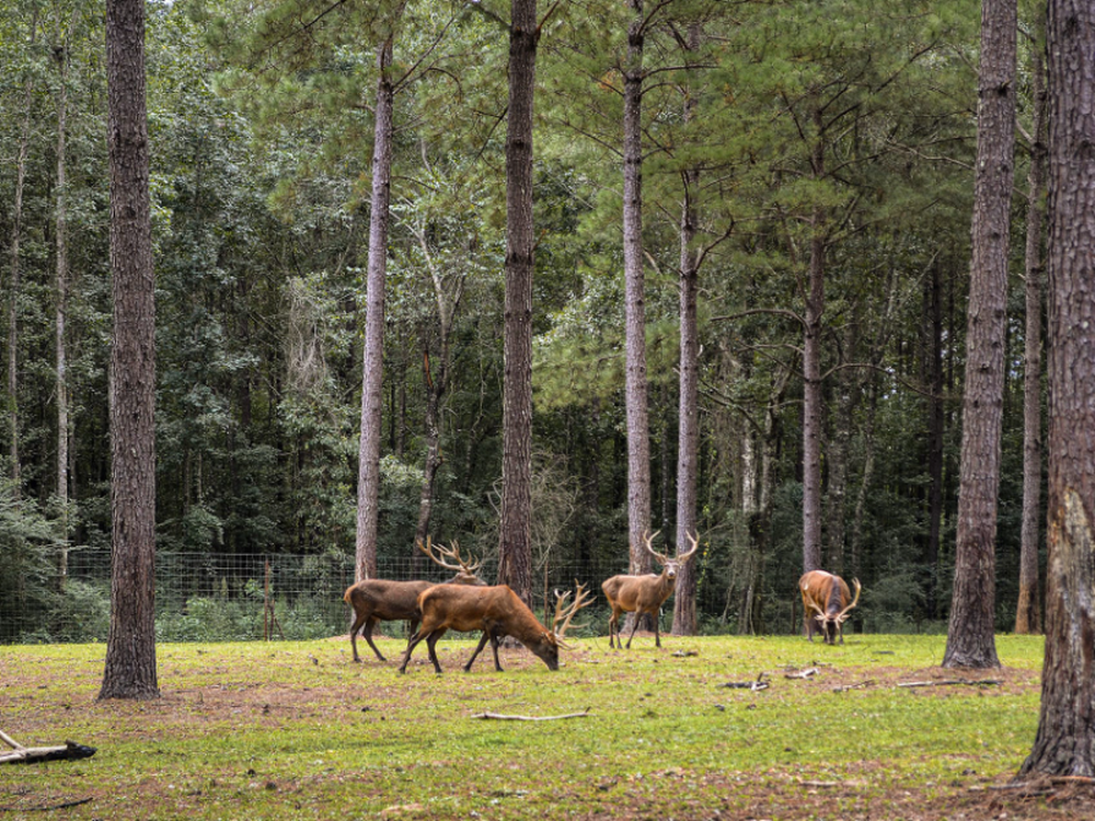 Deer at Paradise Ranch RV Resort