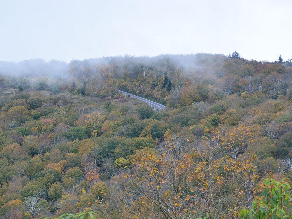 Aerial view of trees at SWEETWATER SIGHTS RV PARK & CABIN RENTALS