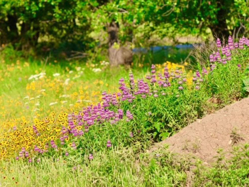 Field of flowers at C&W RV PARK