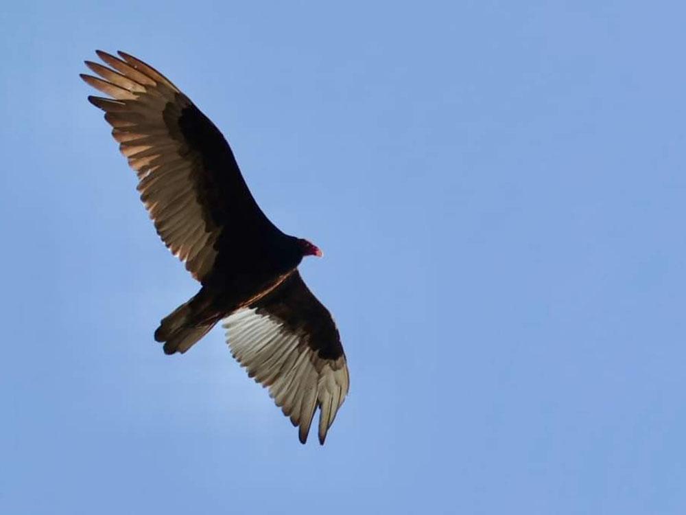 Bird in flight against a blue sky at C&W RV PARK