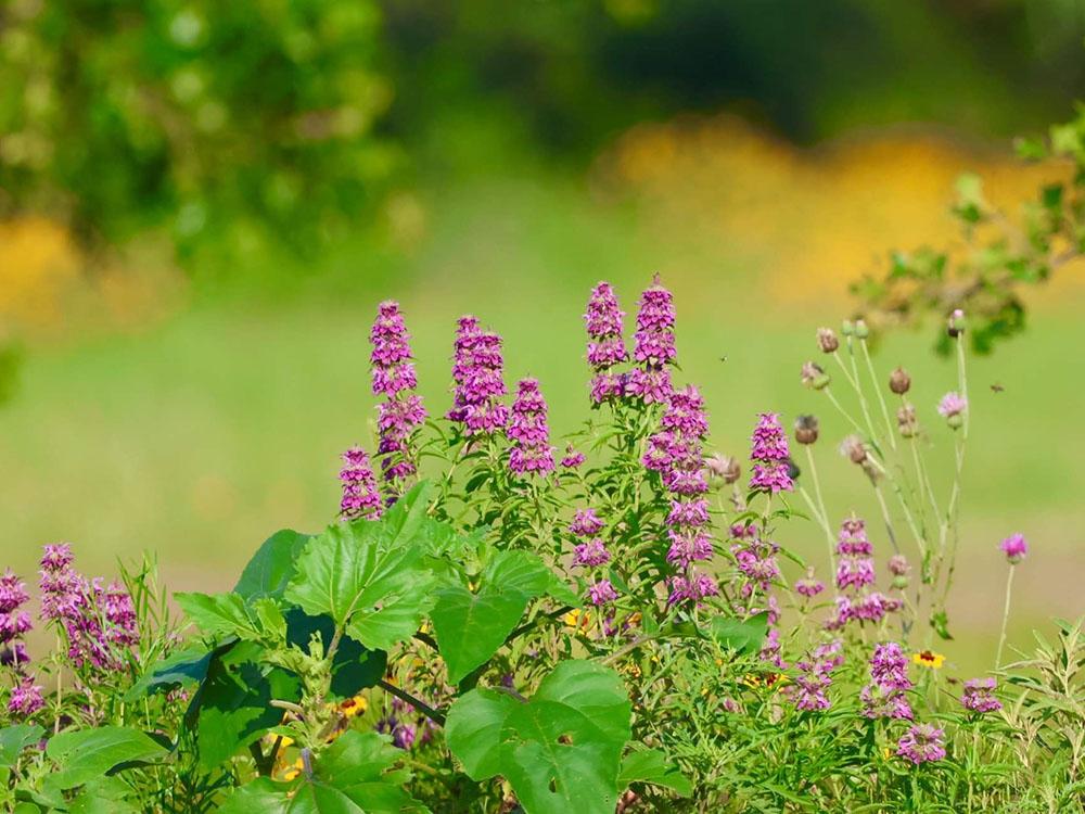 Lilacs in the field at C&W RV PARK