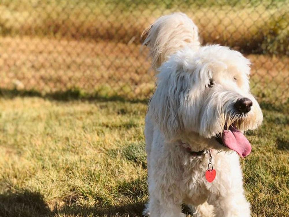 White dog playing fetch at SANDUSKY RV RESORT