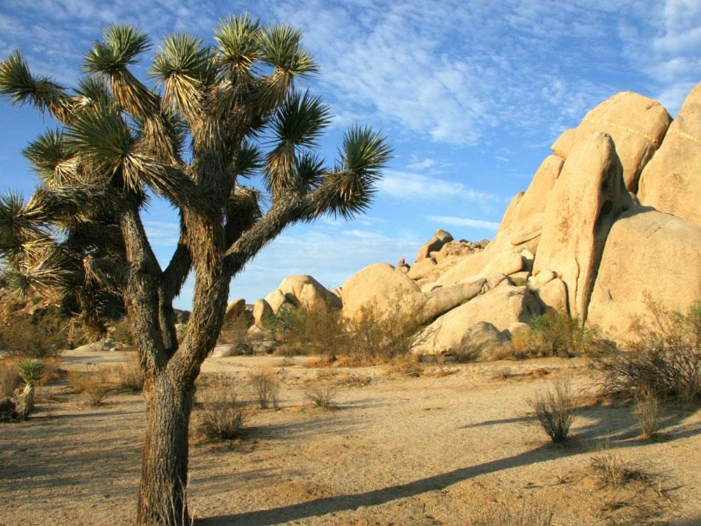 Joshua tree at PARADISE RV PARK