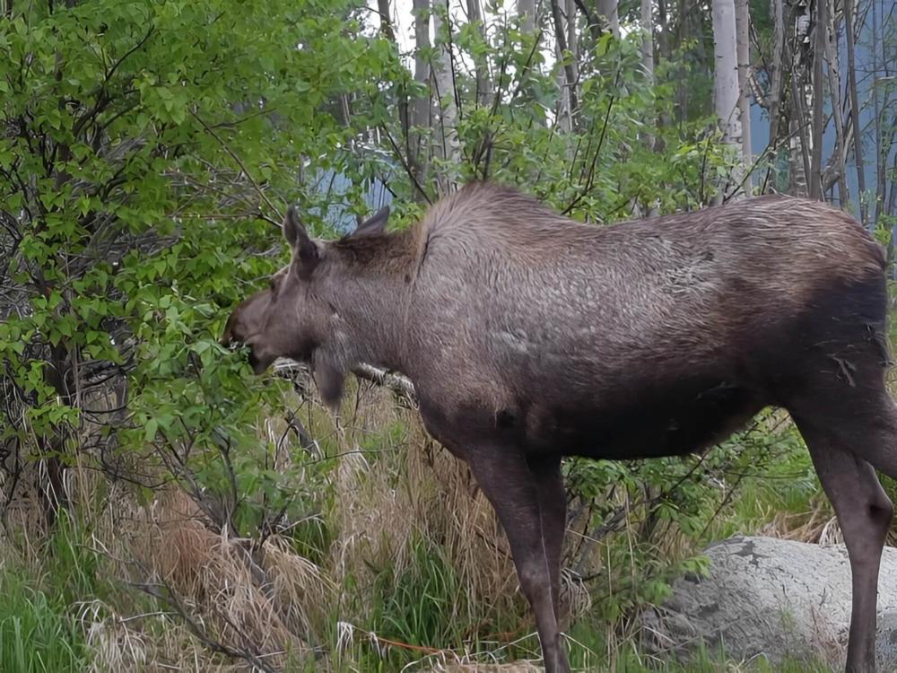 Moose eating tree leaves