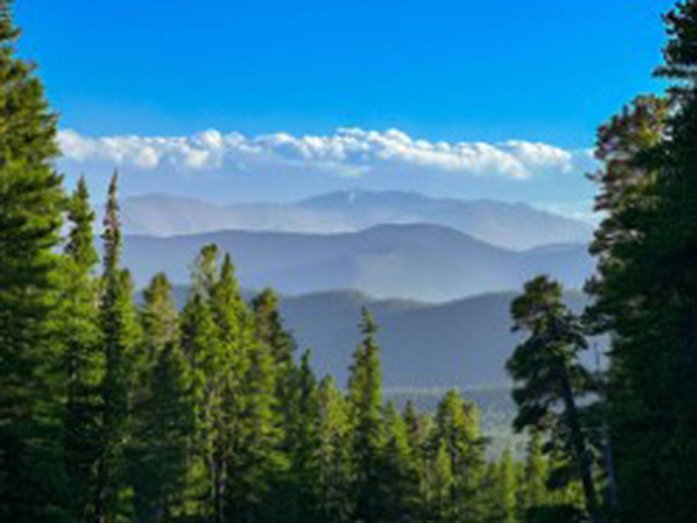 View of the trees by the mountain