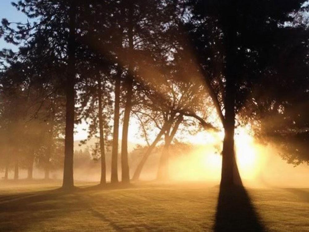 The sunset shining through the trees at APPLEGATE RV RESORT