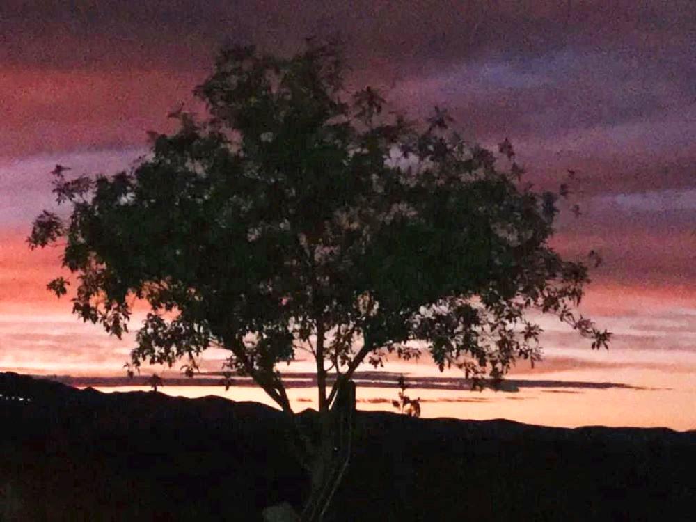 Closeup of a tree at sunset at SEDONA VIEW RV RESORT