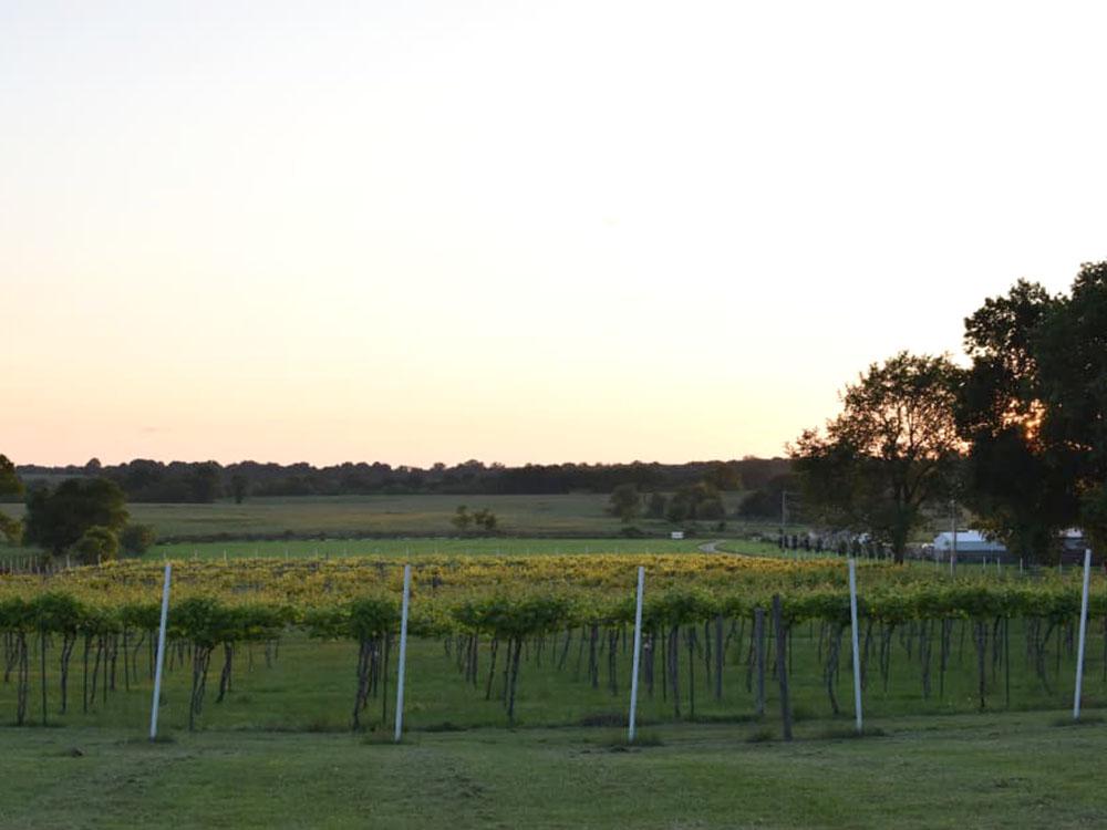 Vineyard rows at HOPEWELL BRIDGE WINERY & RV PARK