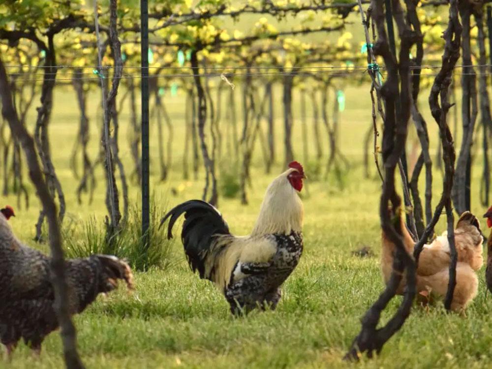 Chickens in the vineyard at HOPEWELL BRIDGE WINERY & RV PARK