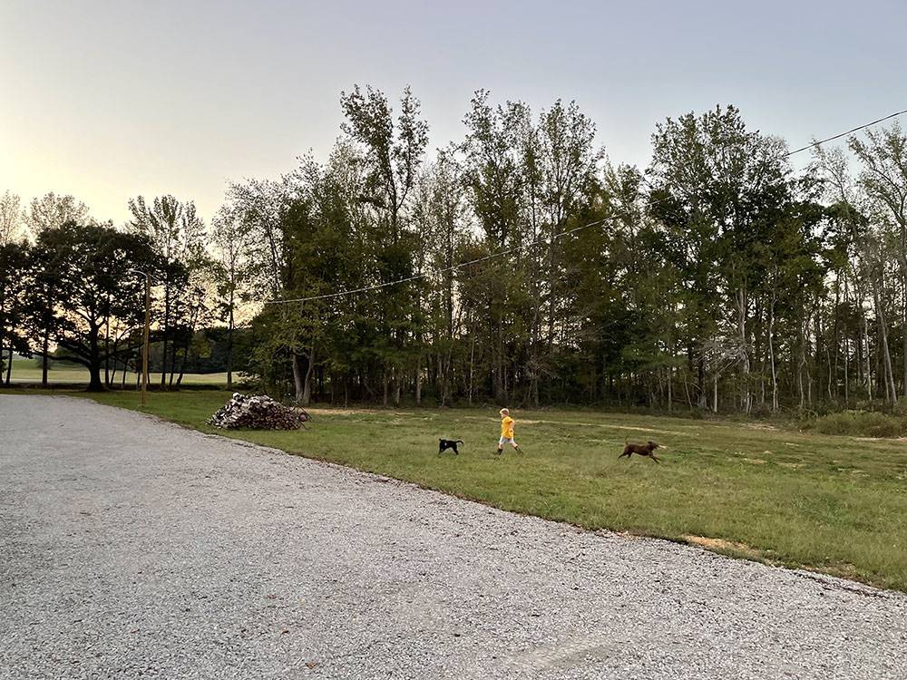 Child playing with dogs in the grass at Natchez RV Park