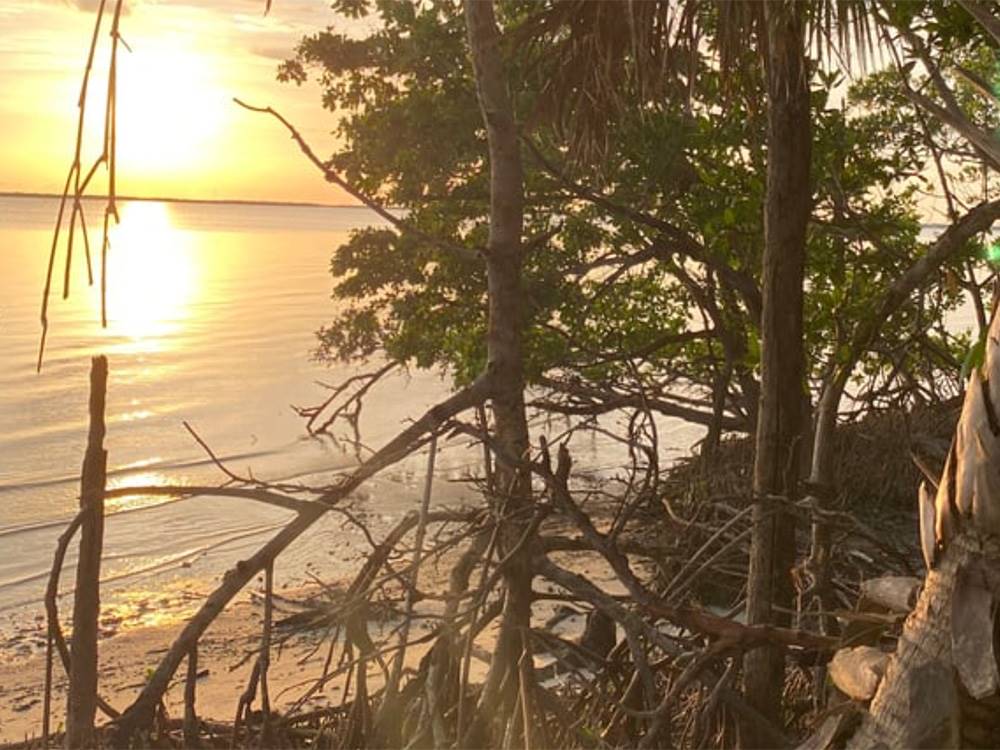 Trees along the water at Palm Breeze Luxury RV Resort