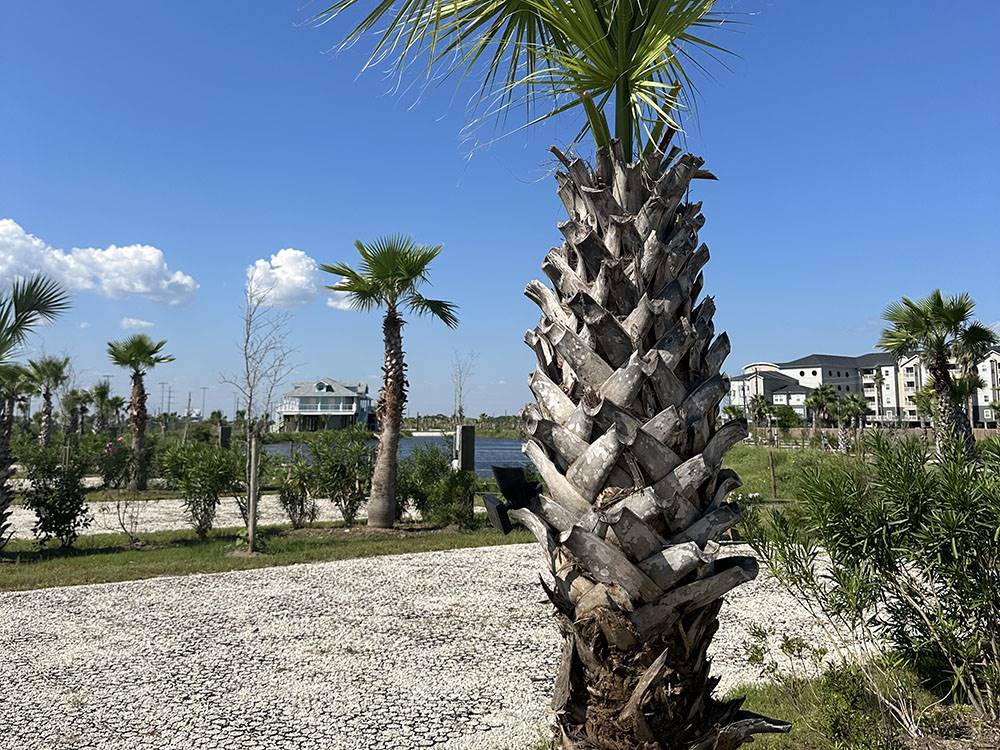 A young palm tree at Galveston Island RV Park