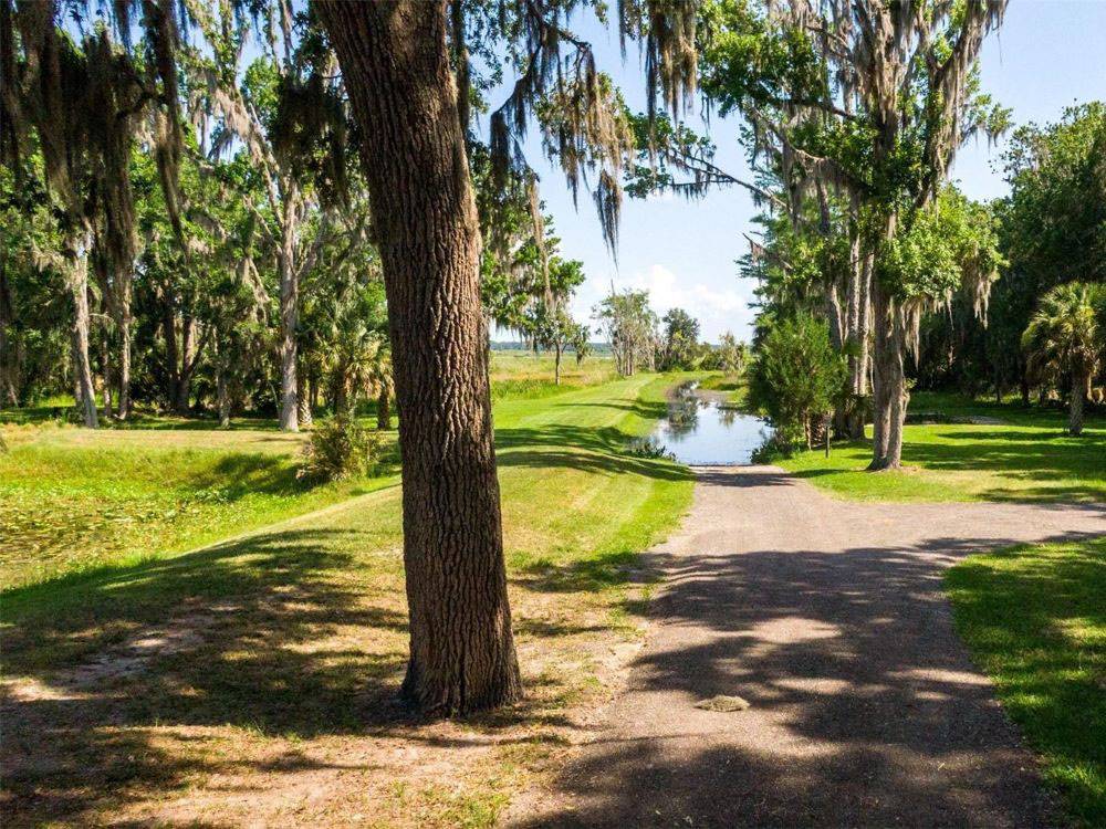 A tree-lined road leading to a small pond at Old Florida RV Resort