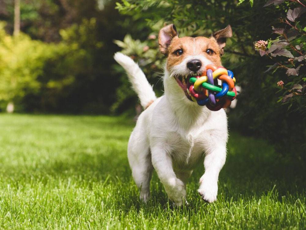 Dog running with a toy in its mouth at Ptimaster RV Park