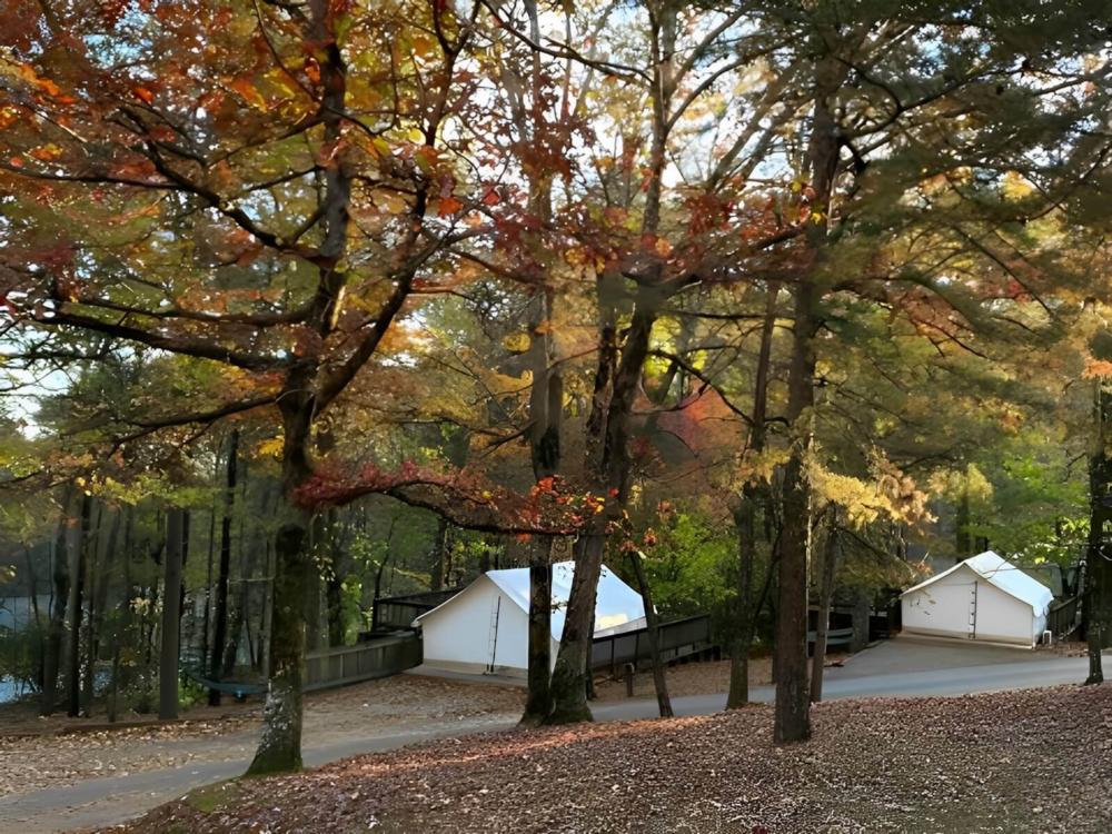 Tent's under fall trees at Timberline Glamping at Amicalola Falls