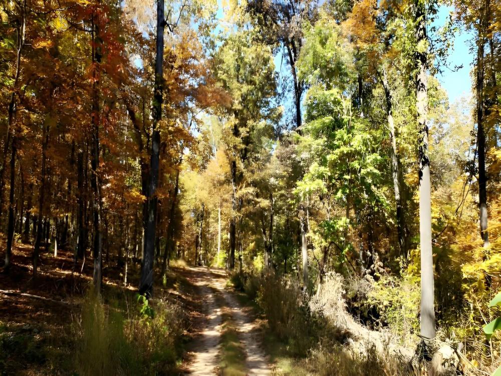 Dirt drive way at site Cedar Ridge South Fork River