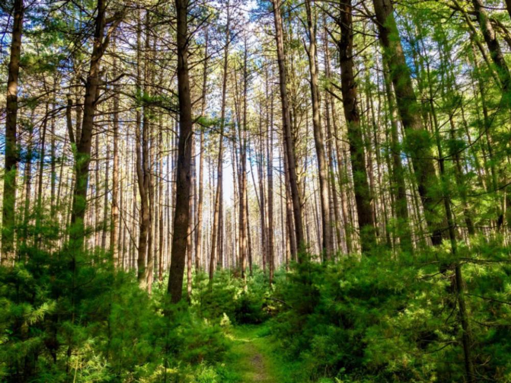 View of the trees at Hominy Ridge Cabins and Gift Shop