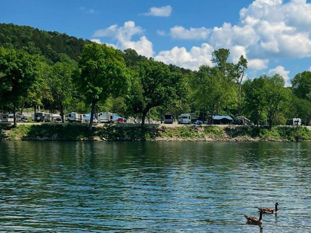 Ducks on the water at Lakeshore RV Park