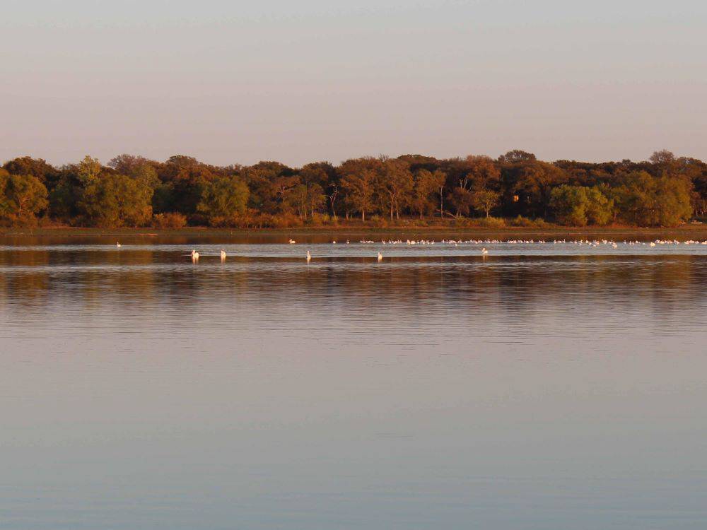 Birds on the water at Waterfront Hideaway Ranch