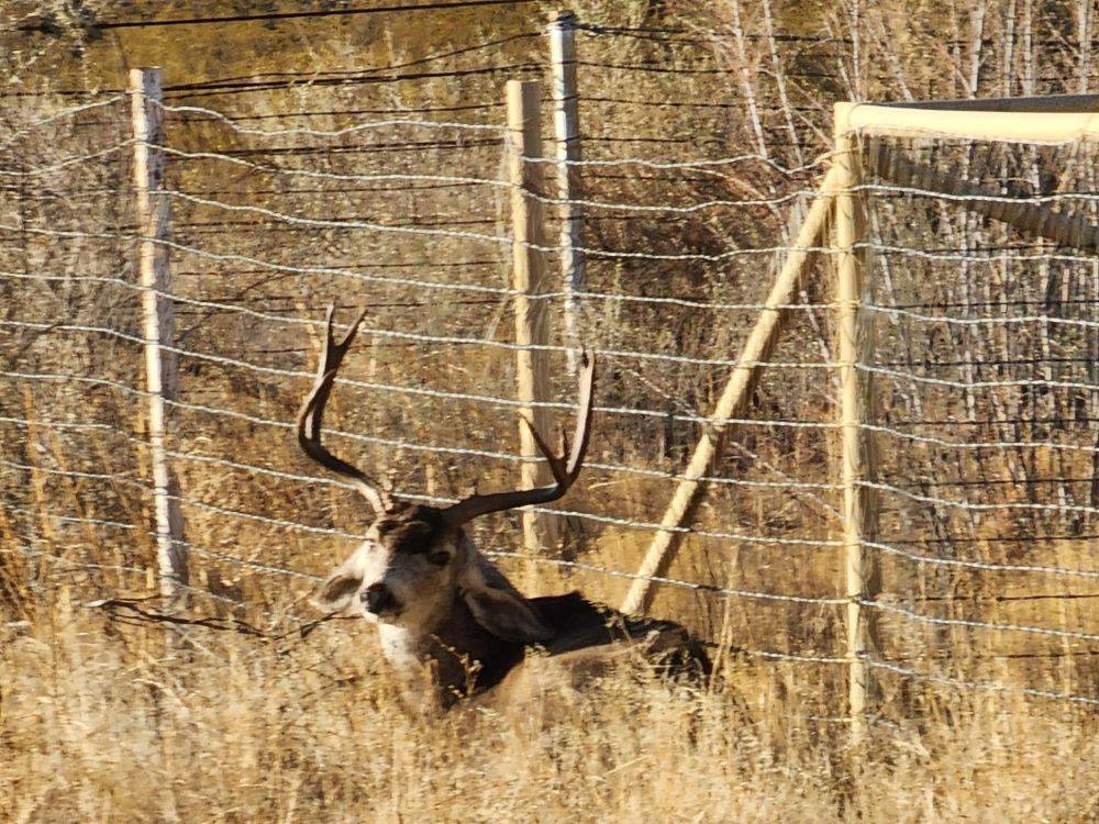 A buck near a fence at Mountain View RV Park