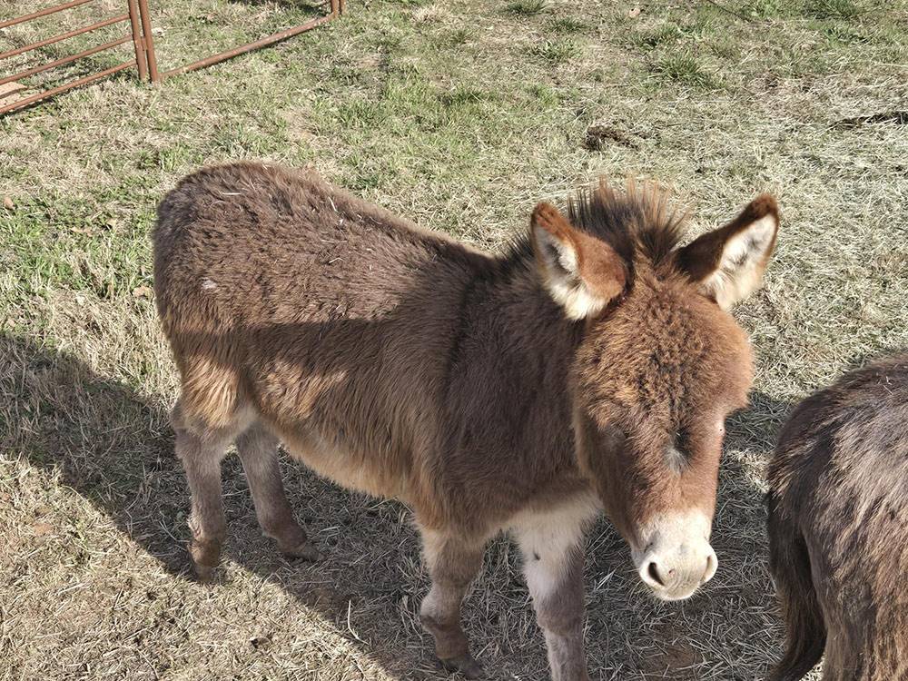 A little donkey