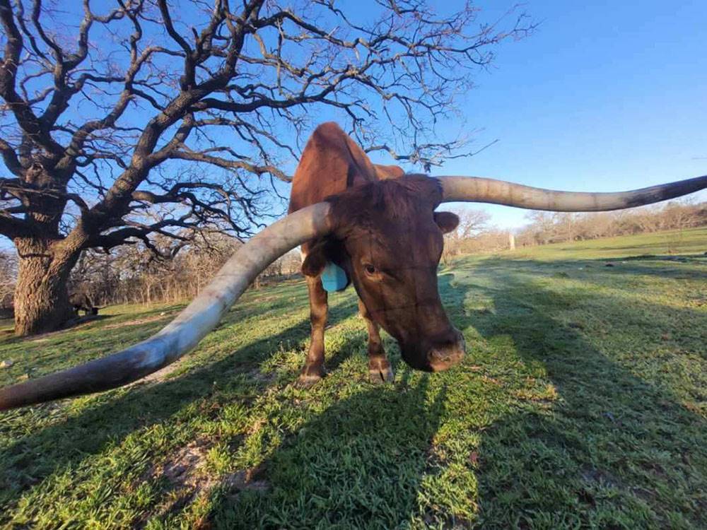 A long horned steer