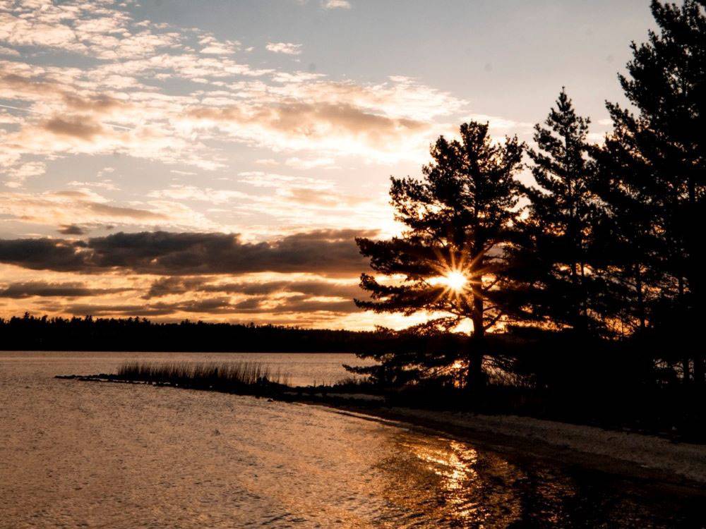 Orange sunset by trees