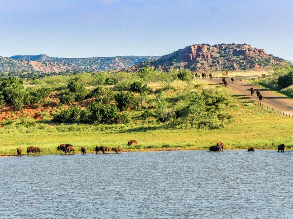 Buffalo wading in a nearby lake