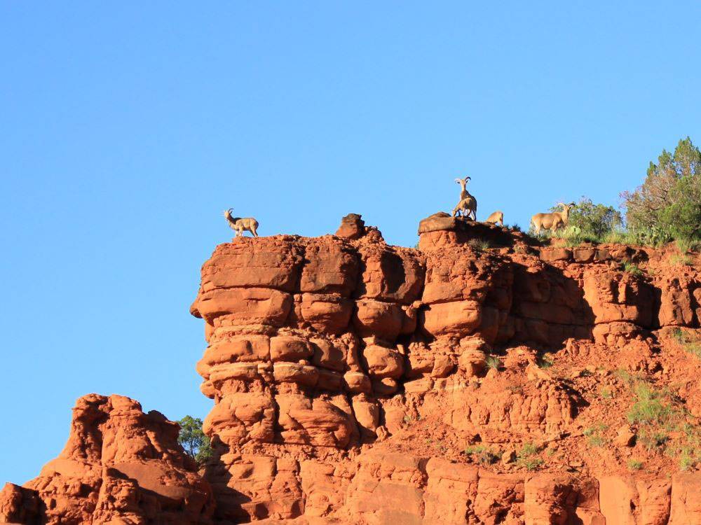 Goats atop a red rock ridge