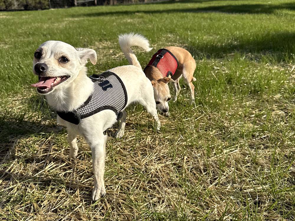 Two little dogs playing in a field