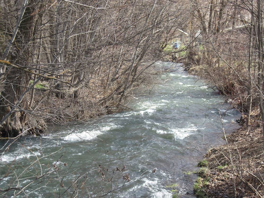 Water running through trees