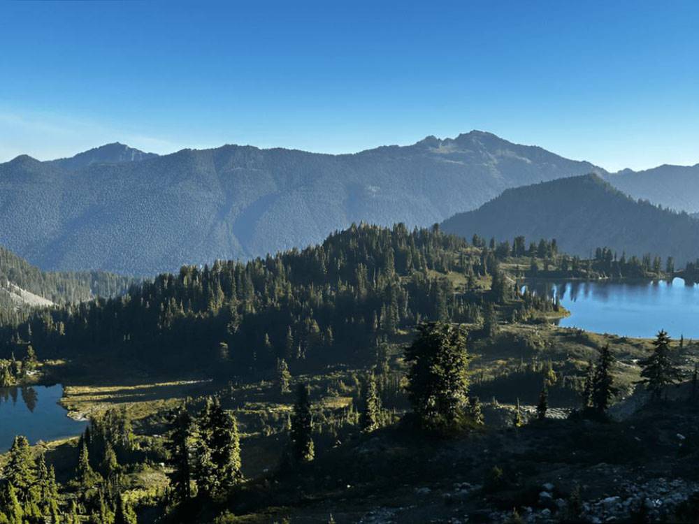 Trees by the mountain