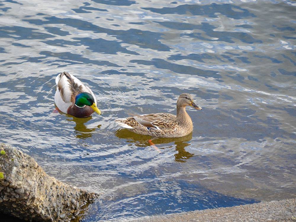 Ducks swimming in the water