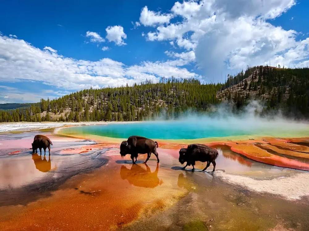 Buffalo crossing the water