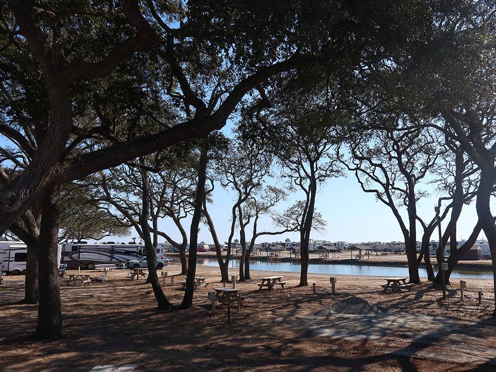 Trees near the water