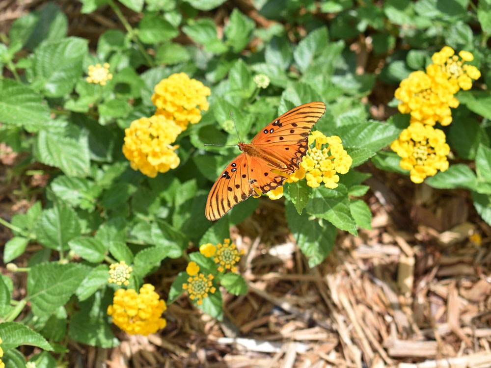 A close up shot of a monarch butterfly