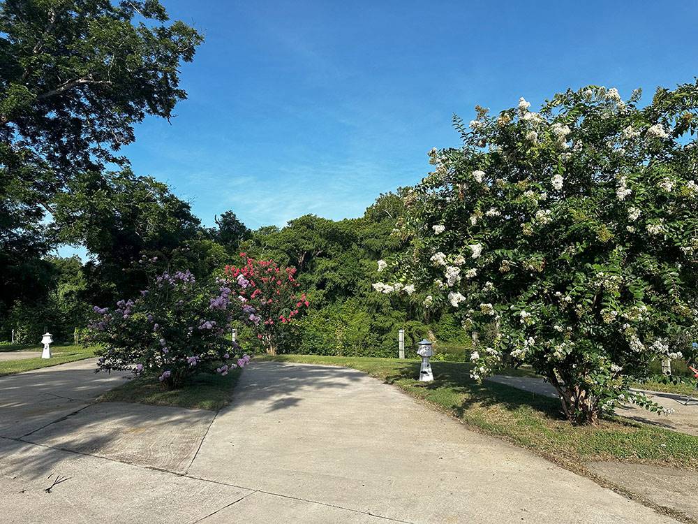 A paved site with flowering trees on either side